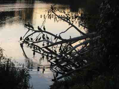 Birds perched on branches over a body of water